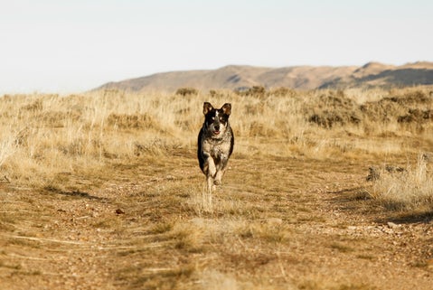 Natural Dog Training logo